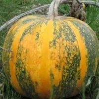 خاش کدو باقیمت مناسب به صورت کلی ودانه ای