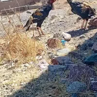 خروس|حیوانات مزرعه|خوی, |دیوار