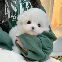 سگ مالتیپو قیمت ۶