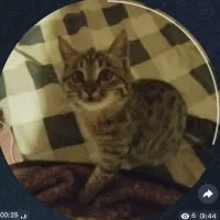 واگذاری گربه