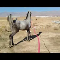 فروش اسب نریان عرب|اسب و تجهیزات اسب‌سواری|چادگان, |دیوار