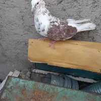 کفتر نرو ماده با جوجه