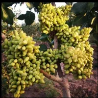 پیوند زنی