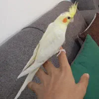 عروس هلندی نر لوتینو نه ماهه