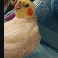 عروس هلندی گمشده