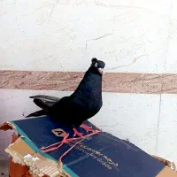 کبوتر زاغ آبادانی