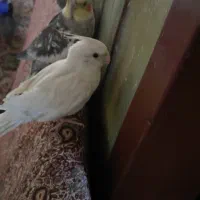 عروس هلندی دستی ۴یک جفت سر تخمن و|پرنده|خمک, |دیوار