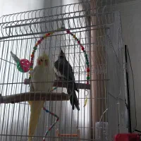 جفت نر و ماده عروس