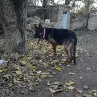 سگ ماده ژرمن ۳ ساله