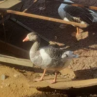 غاز|حیوانات مزرعه|املش, |دیوار