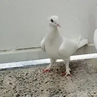 کبوتر ماده کاکلی سفید اماده جفت