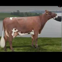 کارگر برای گاوداری نیازمندیم