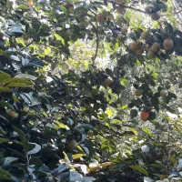 دو درخت خرمالوی دل گاوی وپیوندی بسیارپربار|خوردنی و آشامیدنی|مشکین‌دشت, |دیوار