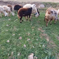 برقوچ ۸ماهه کله عروس|حیوانات مزرعه|بروجرد, |دیوار