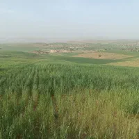 فروش زمین کشاورزی دیم واقع در روستای چوبتراش