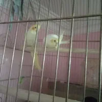 جفت مرغ عشق و عروس هلندی|پرنده|یزد, |دیوار