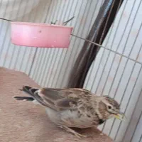 پرنده خوش صدا