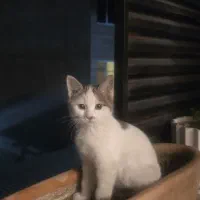واگذاری توله گربه به علت مهاجرت