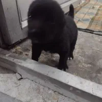 توله. سراب وخراسانی