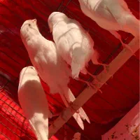 قناری|پرنده|قزوین, |دیوار