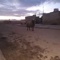 قوچ نژاد شال شیشک