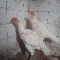 خروس|حیوانات مزرعه|گلوگاه, |دیوار