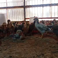 جوجه گلپایگان سالم  ۴۵ روزه