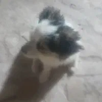 سگ پاکوتاه|سگ|نگار, |دیوار