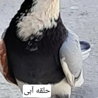 کفتر|پرنده|تهران, امام زاده حسن|دیوار