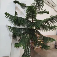 کاج مطبق