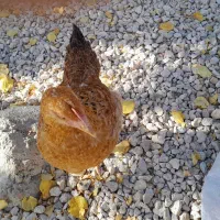 مرغ و خروس نیمچه|حیوانات مزرعه|قیدار, |دیوار