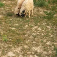 بره نر سالم پنج عدد