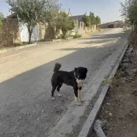 سگ گله|سگ|فرمهین, |دیوار