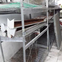 قفس مرغ تخم گذار