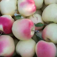 انواع نهال سیب پیوندی|خدمات باغبانی و درختکاری|سمیرم, |دیوار