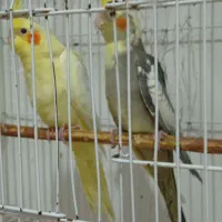 لوتینوی زیبا|پرنده|رشت, حسین آباد|دیوار