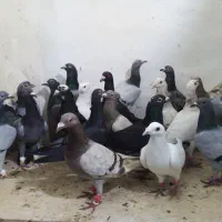 هفرنگ سیاپوش پرشی