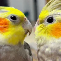 عروس هلندی سخنگو و دستی