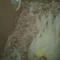 عروس.جفتی توضیحات|پرنده|سبزوار, جوادیه شرقی|دیوار