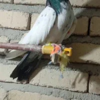 کفتر کله دم سبز
