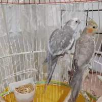 عروس هلندی نروماده|پرنده|ساوه, |دیوار