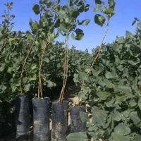 تـضمیــن عملکرد با نـهــال پیـوندی مقـاوم