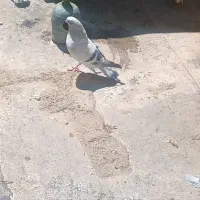 شامی جفت
