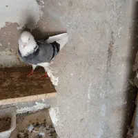 کبوتر