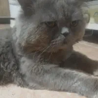 گربه سوپر فلت پرشین