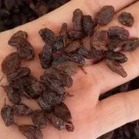 کشمش بیدانه