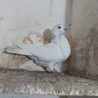 کبوتر پرشی|پرنده|مینودشت, |دیوار