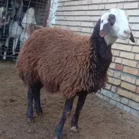 ۳راس کاور بره بروجردی آبستن