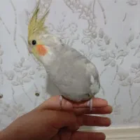 گمشده در سوسنگرد