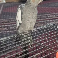 عروس هلندی ۶ماهه